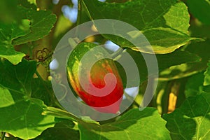 Scarlet gourd, Coccinia grandis, the ivy gourd