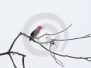 Scarlet Hawaiian Honeycreeper I`iwi