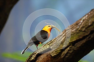 The scarlet-headed blackbird Amblyramphus holosericeus sitting on a branch with grass in its beak. Blackbird carries building photo