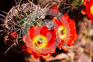 Scarlet Hedgehog Cactus
