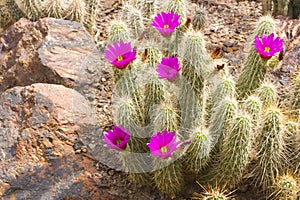 Scarlet Hedgehog Cactus Blooming