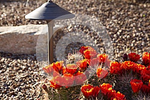 Scarlet hedgehog flowers add color to Southwest yard