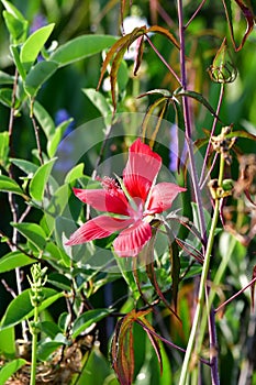 Scarlet Hibiscus - Hibiscus coccineus - in wetlands of Green Cay Nature Center. photo
