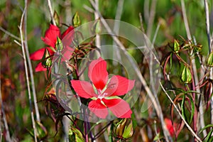 Scarlet Hibiscus - Hibiscus coccineus - in wetlands of Green Cay Nature Center. photo