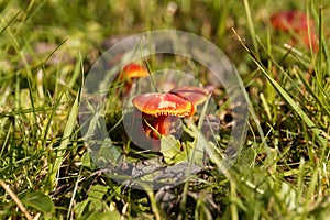 Scarlet hood fungi, Hygrocybe coccinea