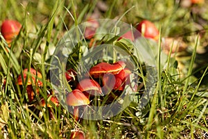 Scarlet hood fungi, Hygrocybe coccinea