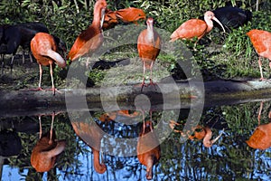 The Scarlet Ibis photo