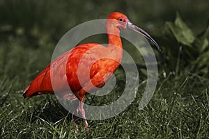 Scarlet ibis