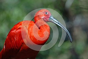 Scarlet Ibis