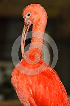 Scarlet Ibis