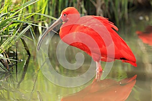 Scarlet ibis