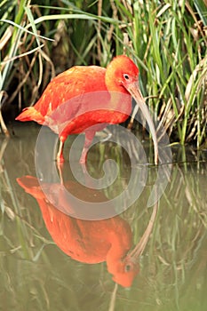 Scarlet ibis