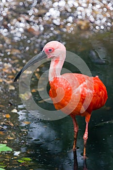 Scarlet Ibis