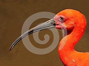 Scarlet Ibis