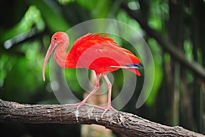 Scarlet ibis