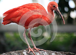 Scarlet Ibis bird