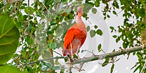 Scarlet Ibis bird is admired by the reddish coloration of feathers, Eudocimus ruber, tropical wader in the biosphere of the Old Po