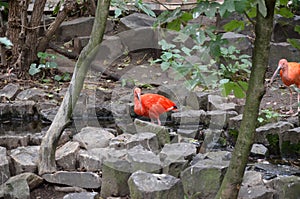 Scarlet Ibis bird Eudocimus ruber tropical wader bird foraging on the ground