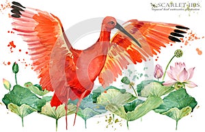 Scarlet ibis bird hand draw watercolor illustration