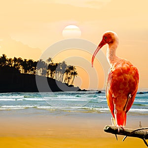 Scarlet Ibis Bird