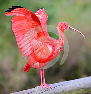 Scarlet Ibis Bird