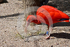 Scarlet ibis bird