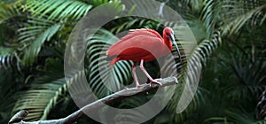 Scarlet ibis closeup on tree trunk photo