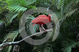 Scarlet ibis closeup on tree trunk photo