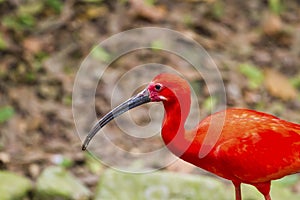 Scarlet Ibis,Eudocimus rubber