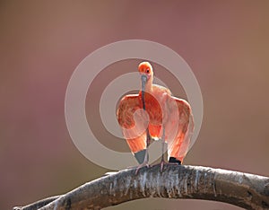 Scarlet ibis Eudocimus ruber