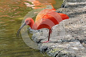 Scarlet ibis,  eudocimus ruber