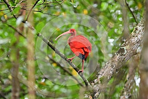 Scarlet Ibis or Eudocimus Ruber