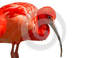 scarlet ibis (Eudocimus ruber
