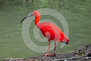 Scarlet ibis Eudocimus ruber.