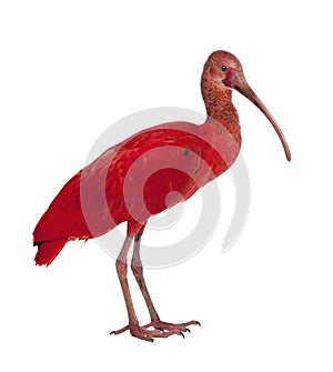 Scarlet Ibis - Eudocimus ruber photo