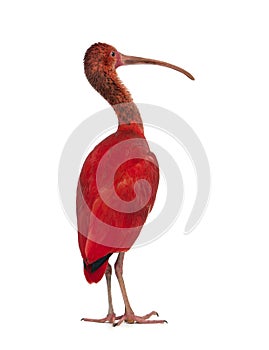 Scarlet Ibis - Eudocimus ruber