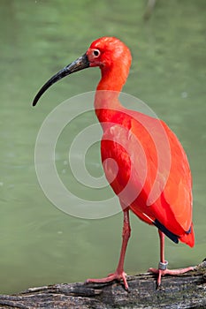 Scarlet ibis Eudocimus ruber.