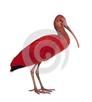 Scarlet Ibis - Eudocimus ruber