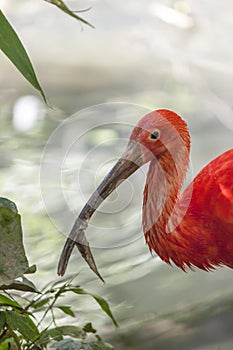 Scarlet ibis Eudocimus ruber