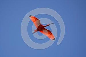 Scarlet Ibis (Eudocimus ruber)