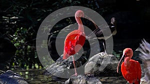 Scarlet ibis, Eudocimus ruber, bird of the Threskiornithidae family