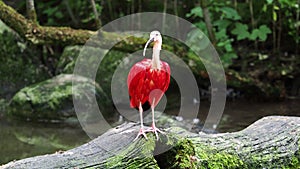 Scarlet ibis, Eudocimus ruber, bird of the Threskiornithidae family