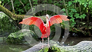 Scarlet ibis, Eudocimus ruber, bird of the Threskiornithidae family