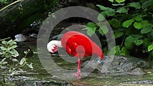 Scarlet ibis, Eudocimus ruber, bird of the Threskiornithidae family