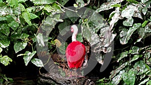 Scarlet ibis, Eudocimus ruber, bird of the Threskiornithidae family