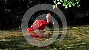 Scarlet ibis, Eudocimus ruber, bird of the Threskiornithidae family