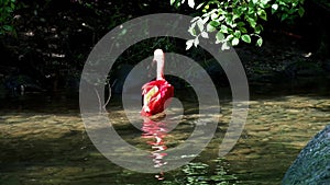 Scarlet ibis, Eudocimus ruber, bird of the Threskiornithidae family