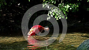 Scarlet ibis, Eudocimus ruber, bird of the Threskiornithidae family