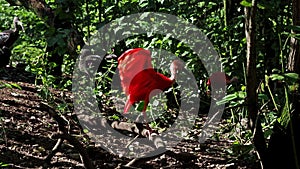 Scarlet ibis, Eudocimus ruber, bird of the Threskiornithidae family