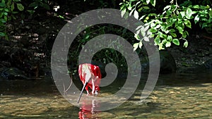 Scarlet ibis, Eudocimus ruber, bird of the Threskiornithidae family